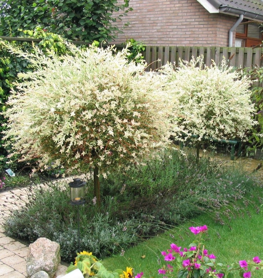 Японская Ива Хакуро нишики