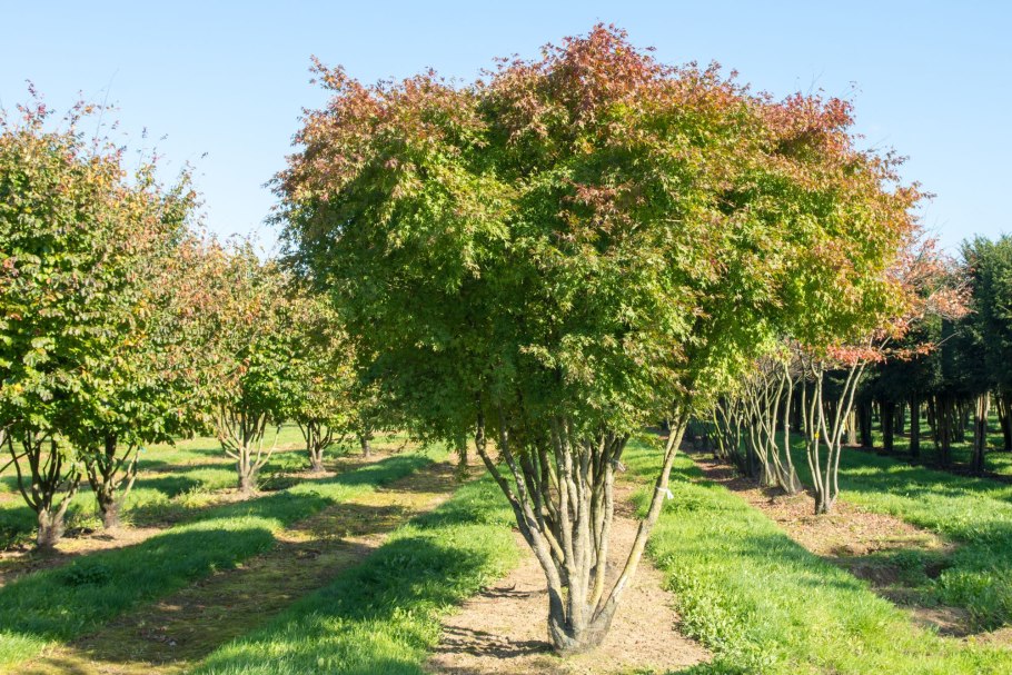 Клен Гиннала Мультиштамб