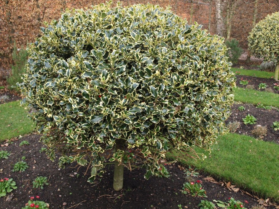 Бересклет бирючина