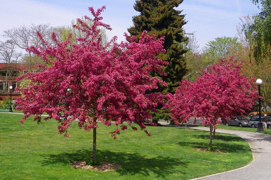 Боярышник Пауль Скарлет