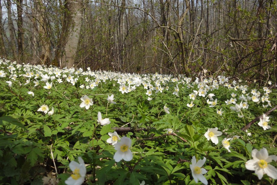 Anemone Sylvestris Ботаническая иллюстрация