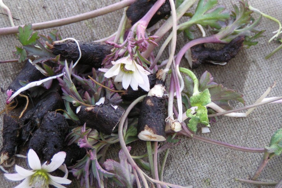 Анемона ветреница белая дерево