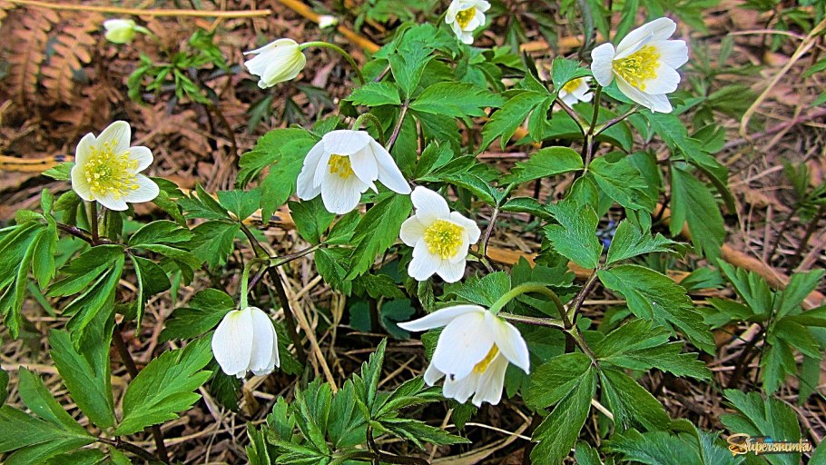 Ветреница (анемона) Лесная (Anemone Sylvestris)