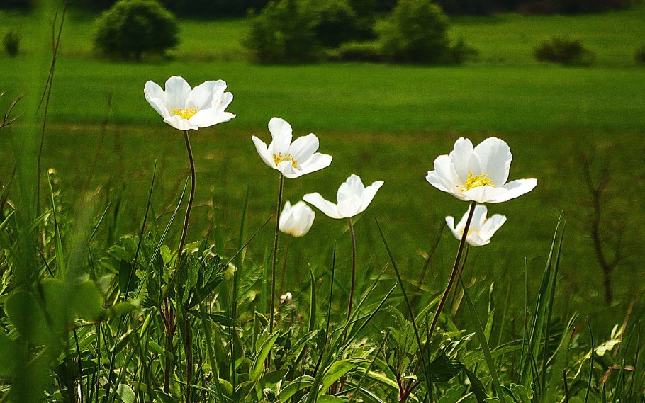 Анемона Весенняя ветреница