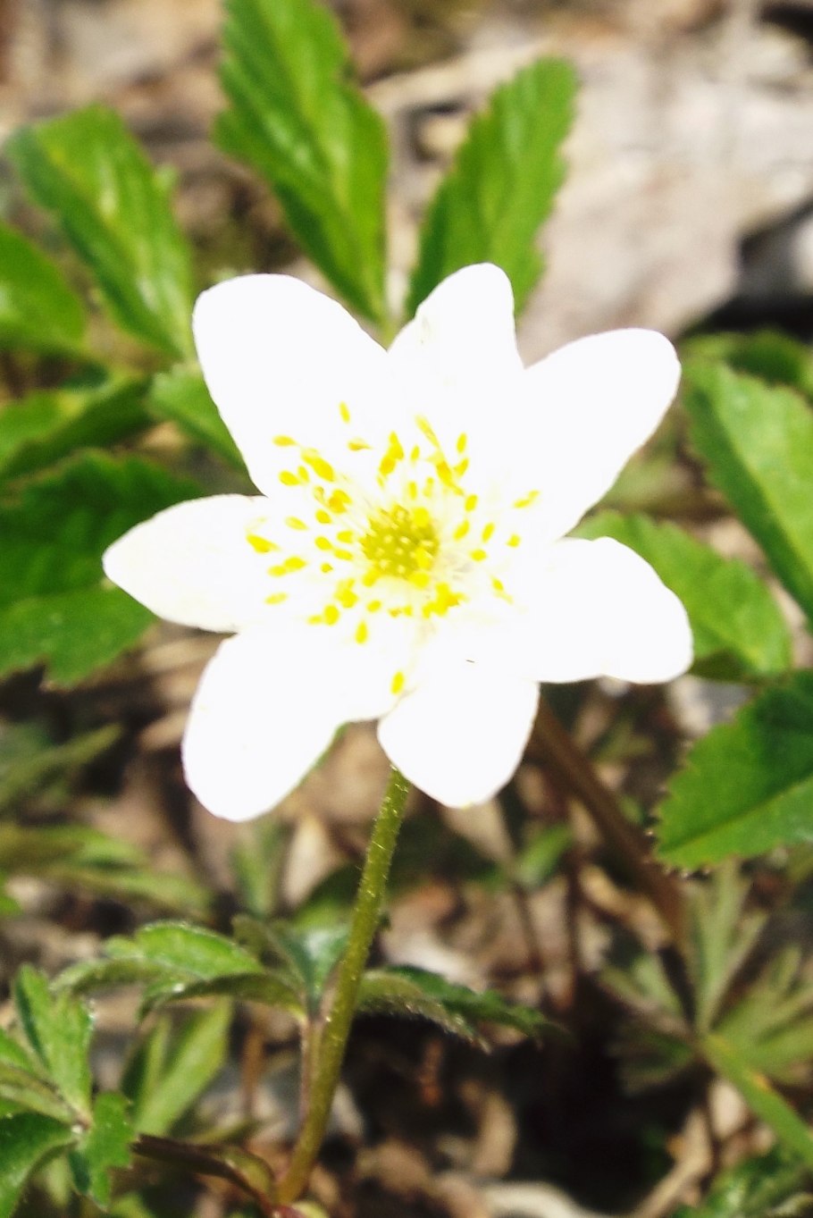 Ветреница Уральская описание и фото