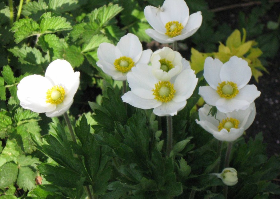 Алефиров а н череда