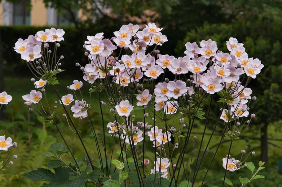 Ветреница Лесная (Anemone Sylvestris)
