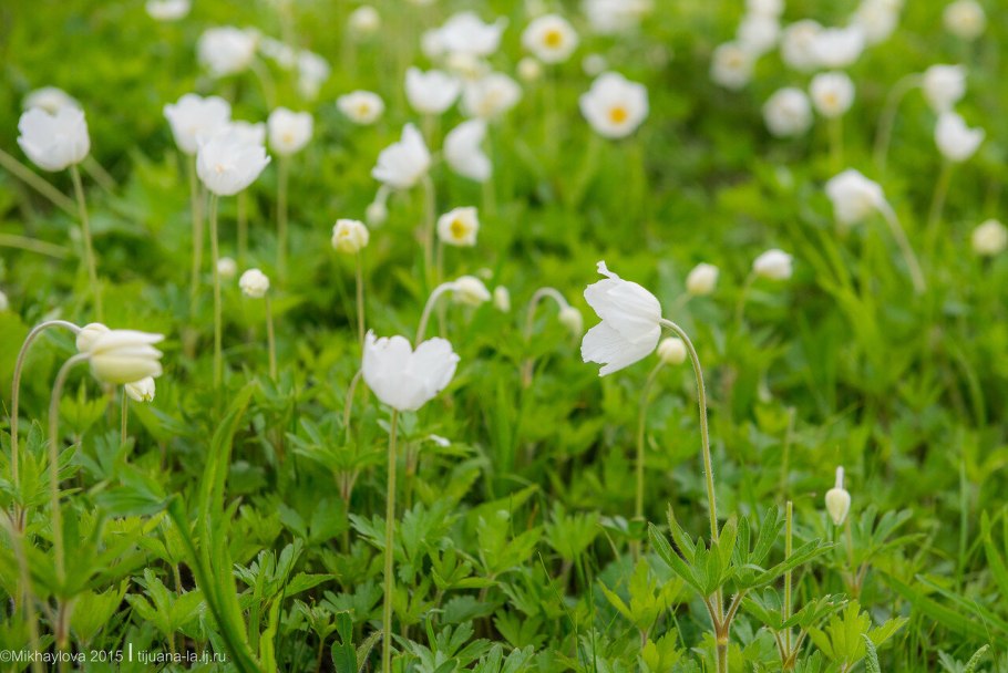 Ветреница Удская