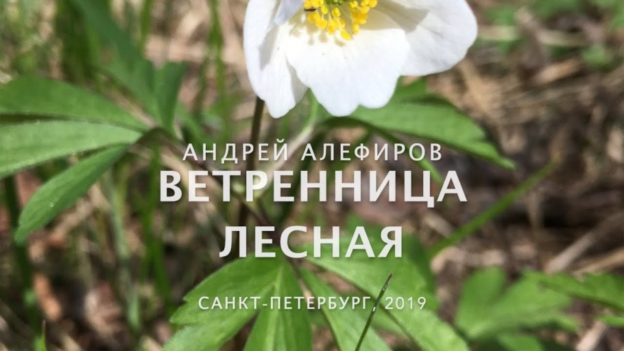 Анемона Дубравная (Anemone nemorosa)