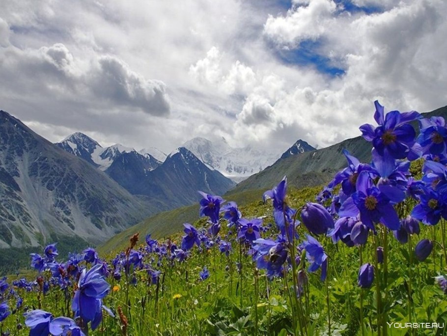 Луга Дагестана Альпийские Дагестана