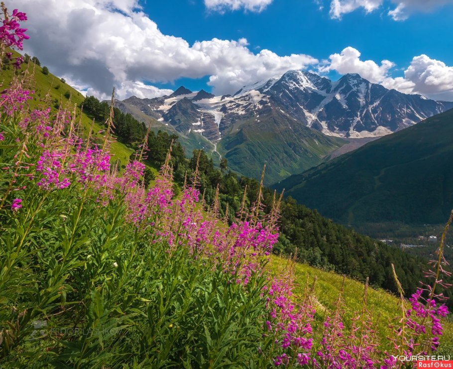 Красная Поляна Сочи Альпийские Луга