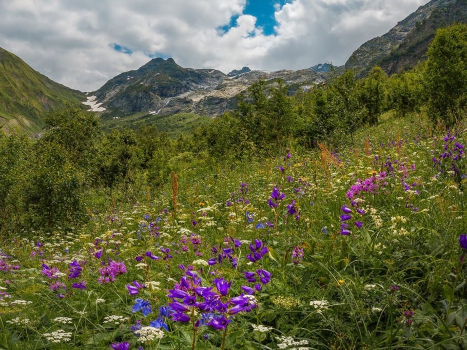 Альпийские Луга Северного Кавказа