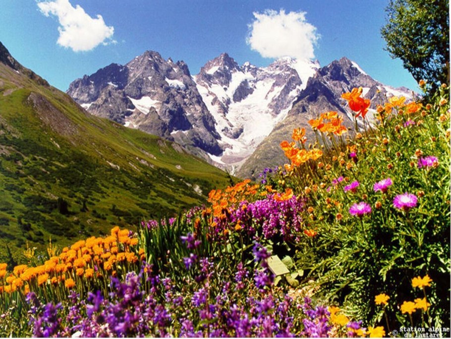 Альпийские Луга Гагра