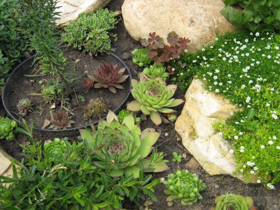 Камнеломки очитки молодило