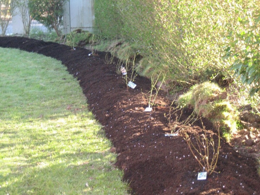 Мульчирование черники