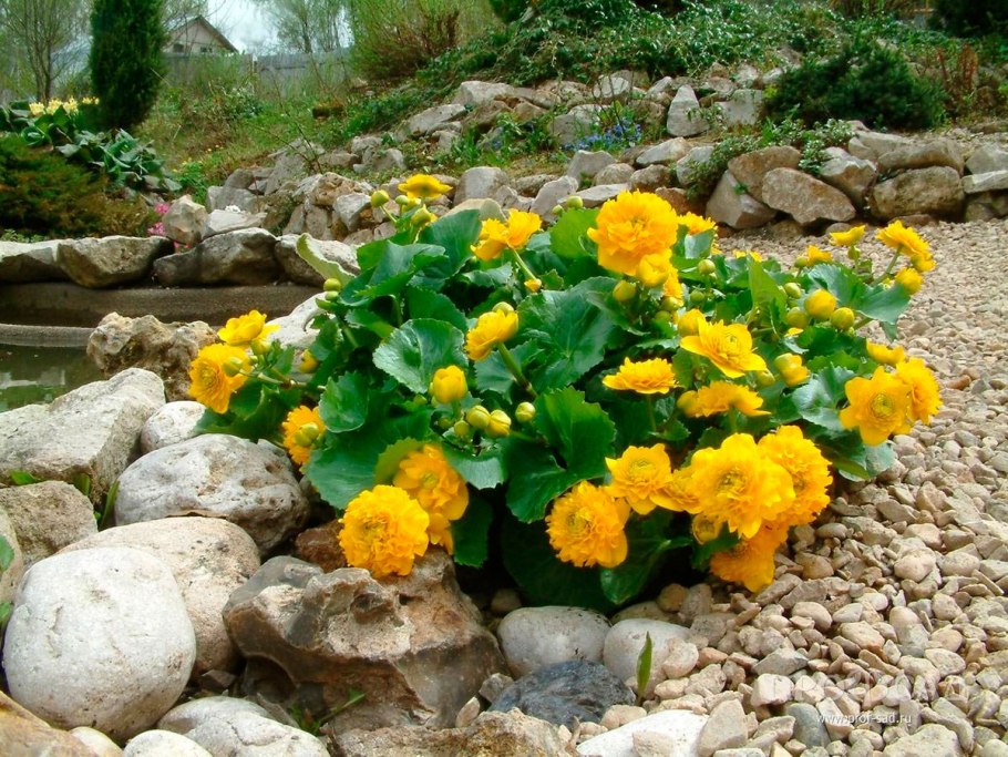 Калужница Болотная мультиплекс