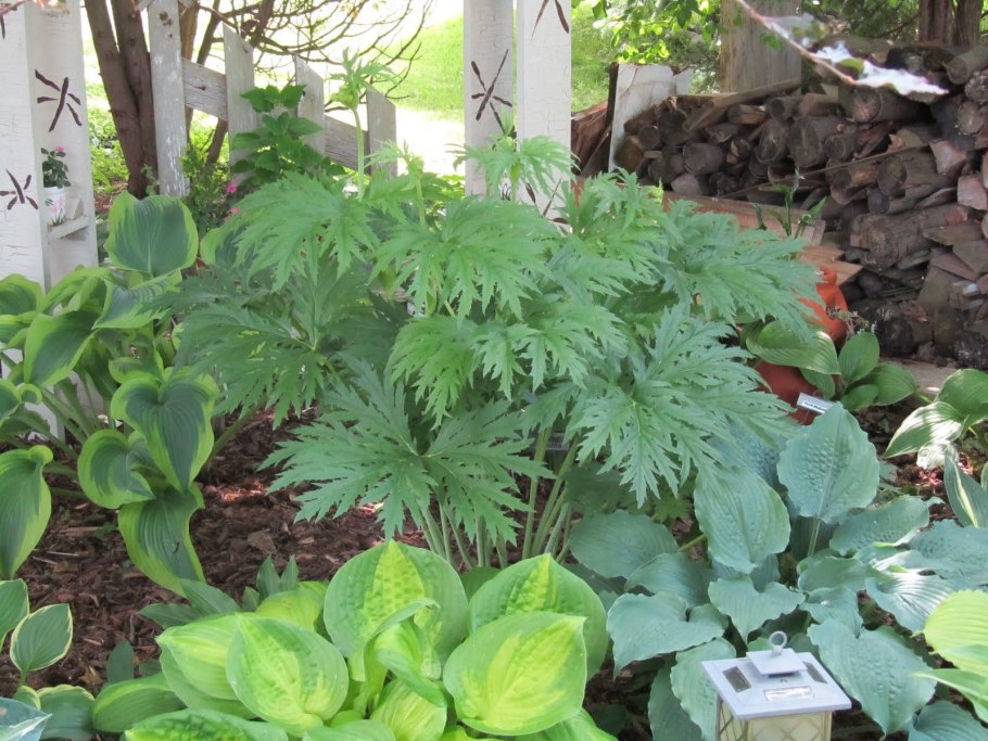 Многолетник с резными листьями