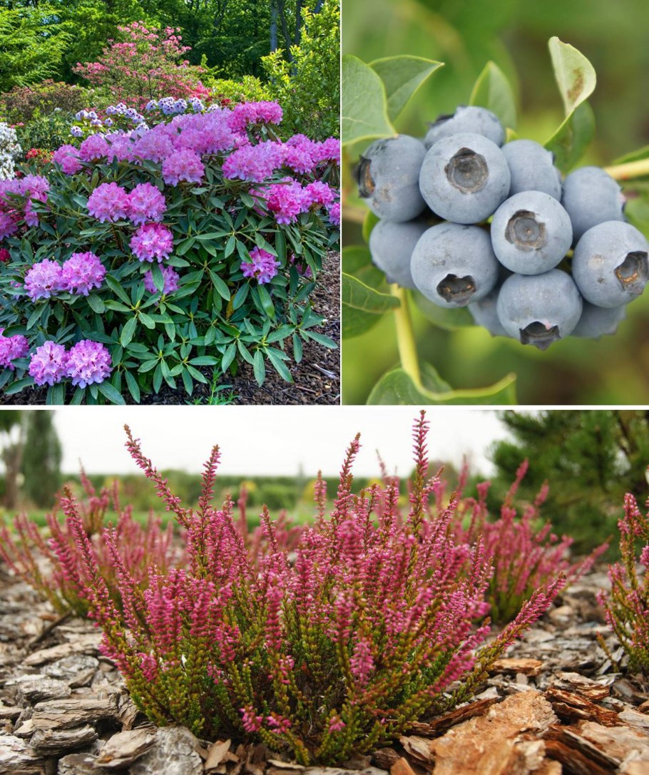 Многолетники для кислой почвы