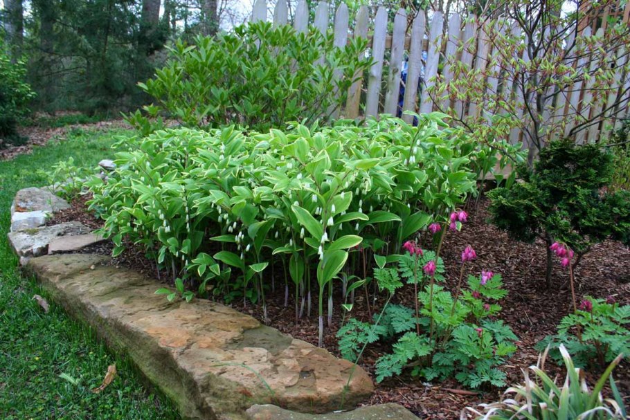 Купена на клумбе