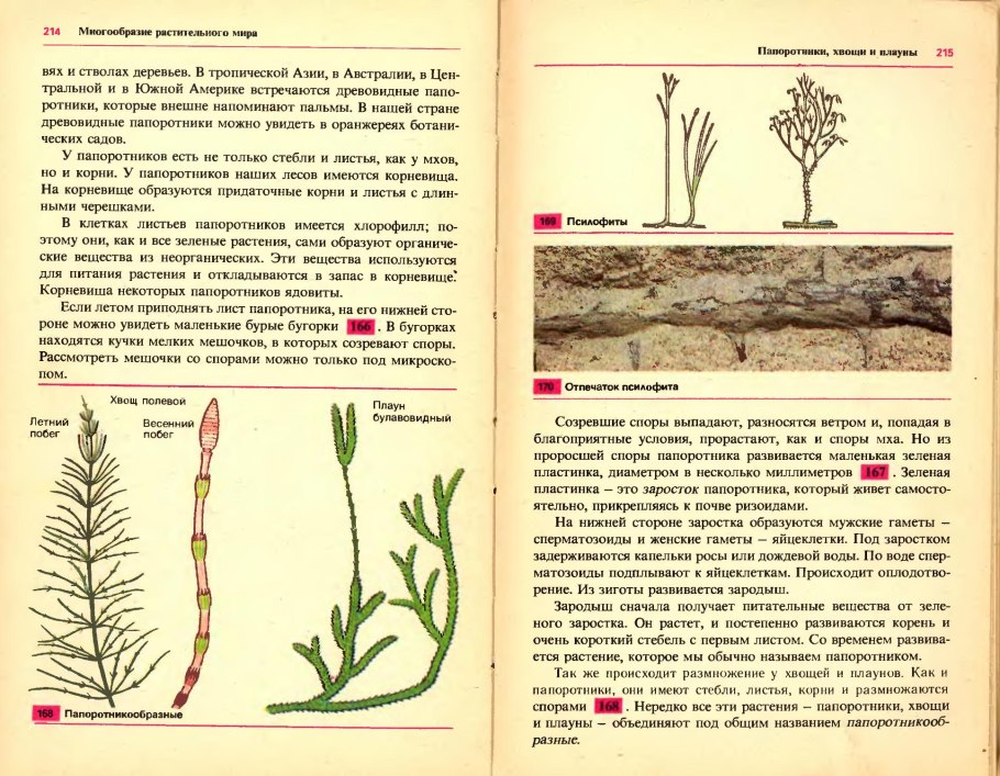 Споры мхов прорастают в: