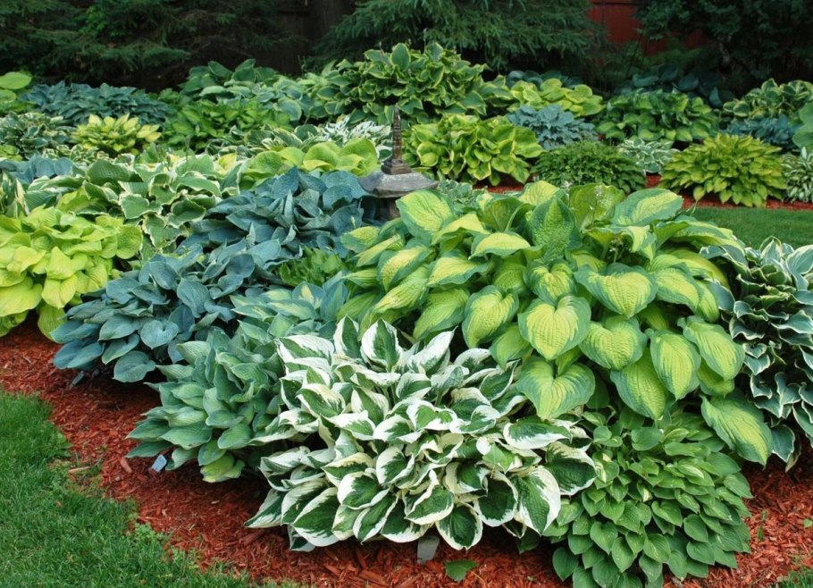 Хоста сорт Элеганс