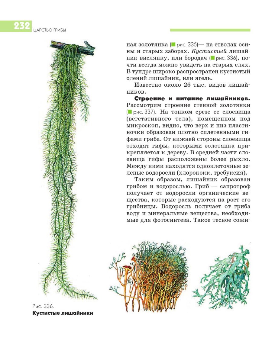 По строению слоевища различают лишайники