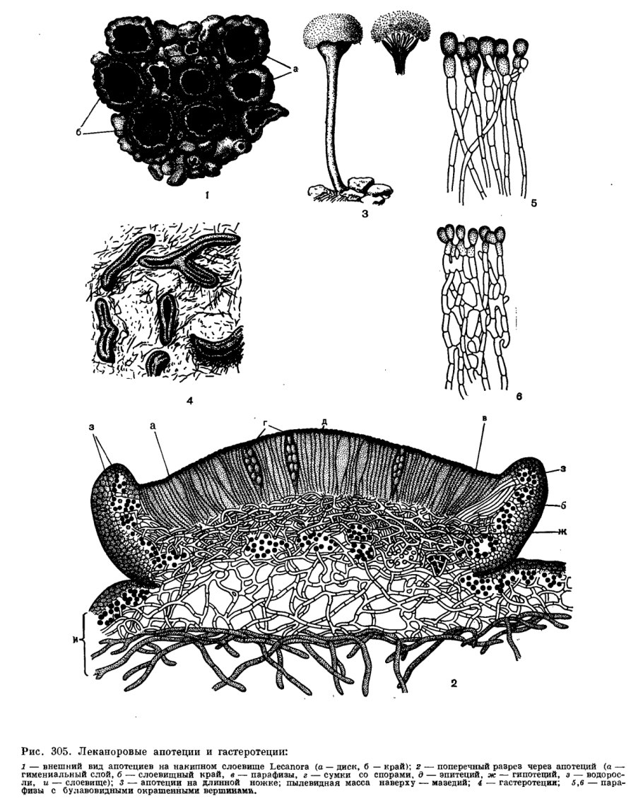 Плодовые тела апотеции лишайники