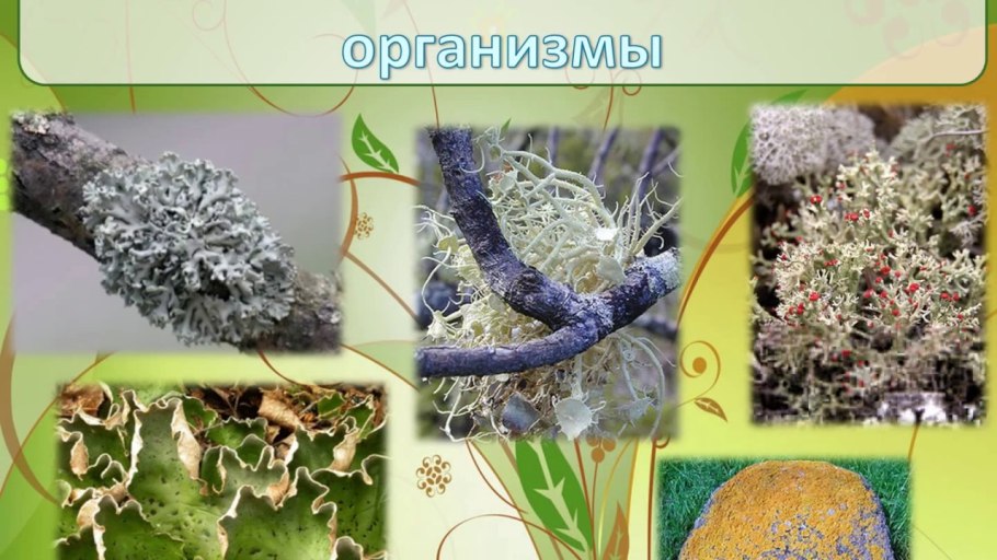 Грибы и лишайники Республики Марий Эл