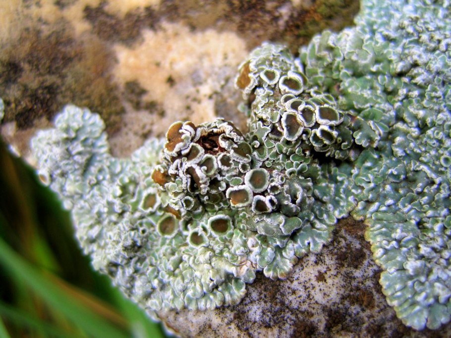 Графис лишайник