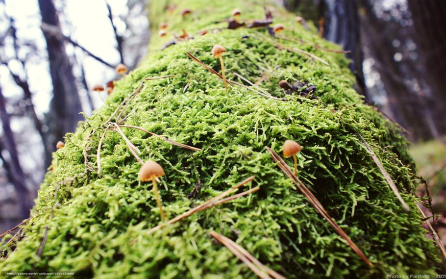 Heterodermia speciosa