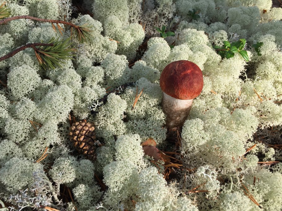 Гаустории грибов в лишайнике