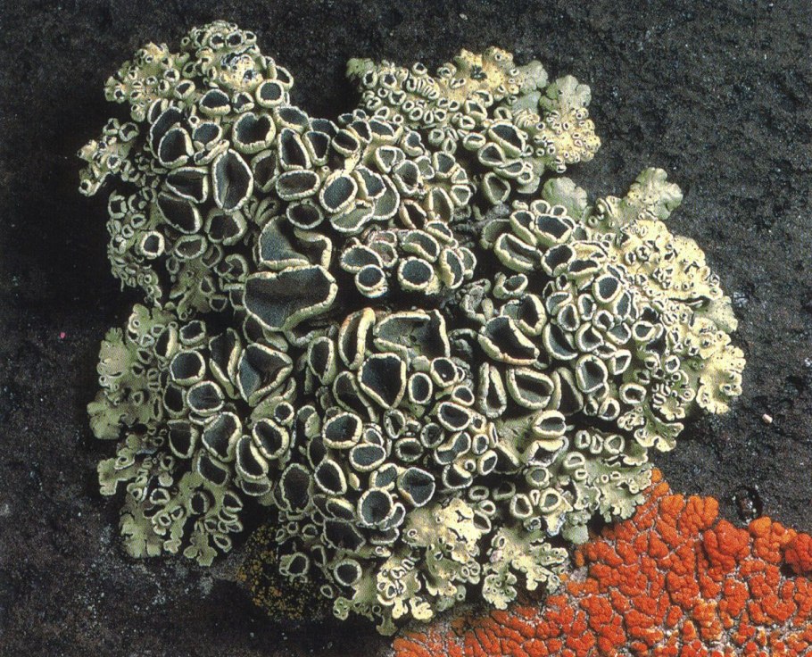 Cladonia Botrytes