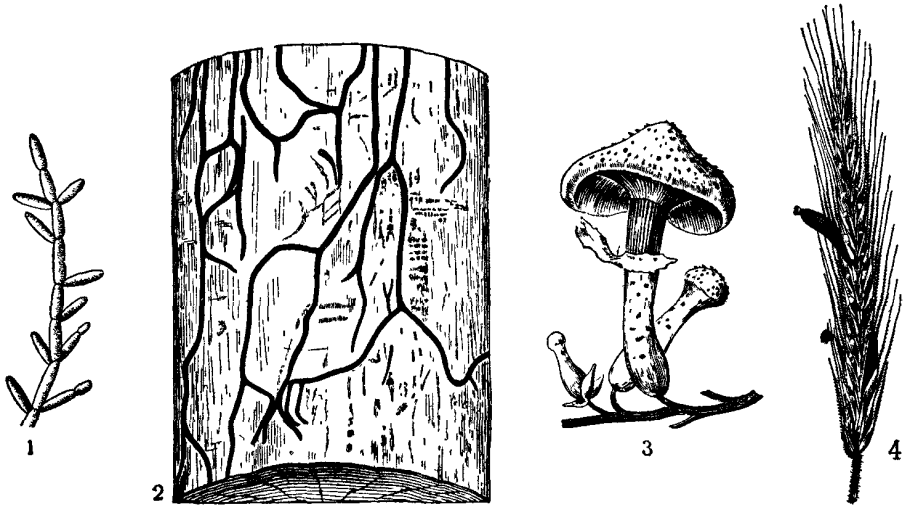 Лицедея лишайник ксантория