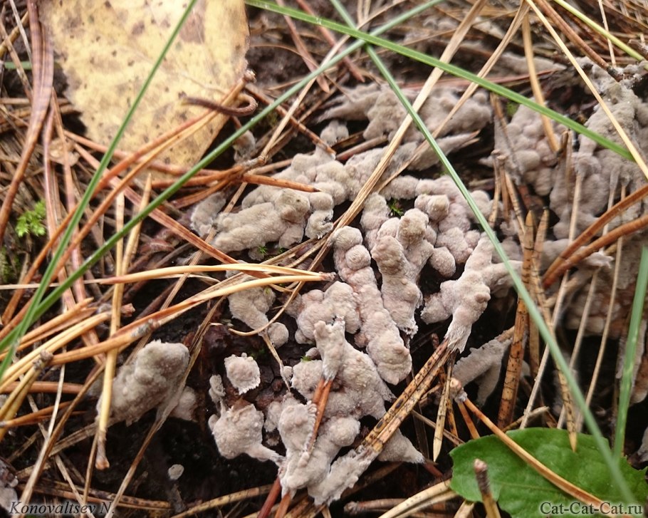 Накипные лишайники