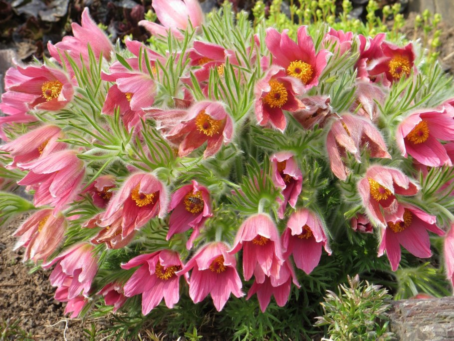 Молочай садовый многоцветковый