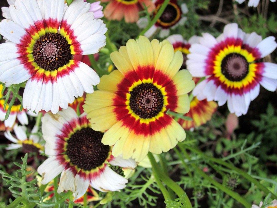 Вербейник точечный желтый