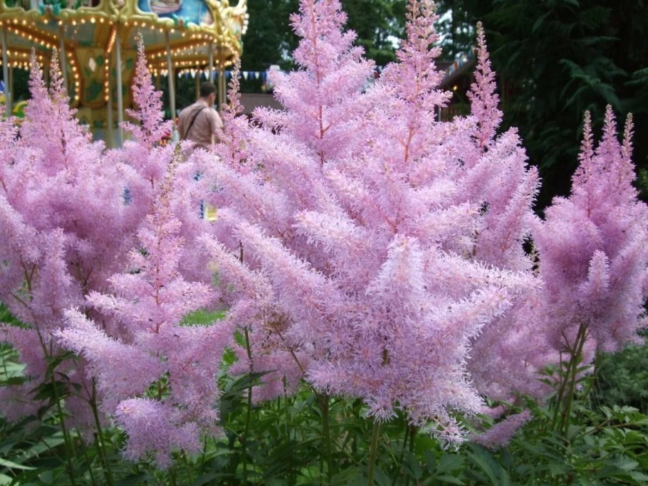 Делосперма Лехмана