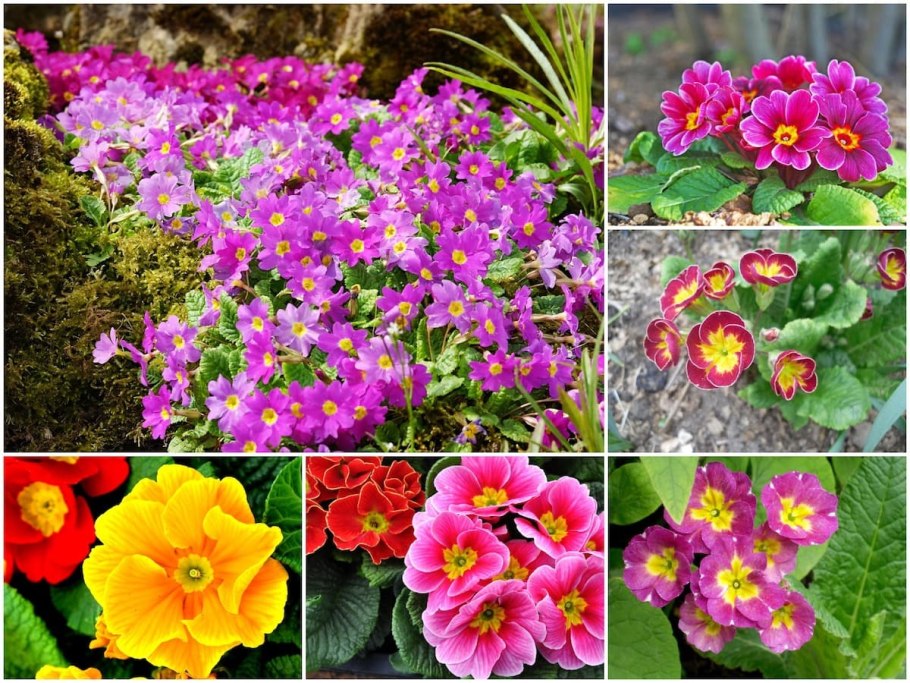 Колокольчик персиколистный Takion White