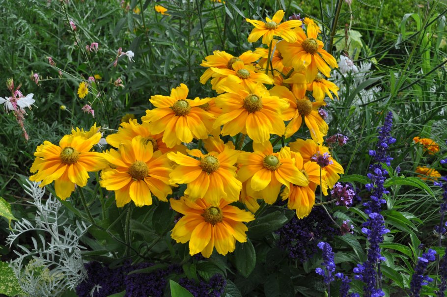 Хризантема мультифлора шаровидная клумба