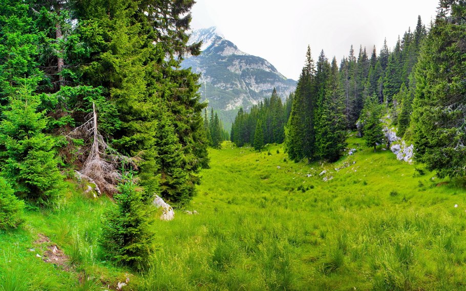 Лесная (Лесистая) местность