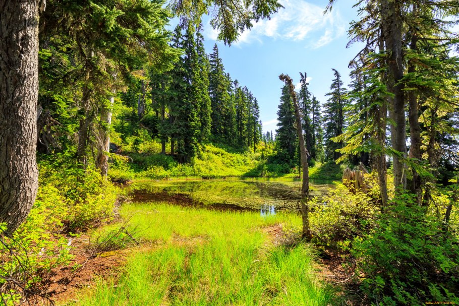 Красивый лес