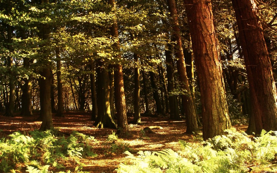 Ельники лес Брянская область