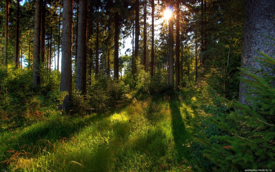 Сосновый Бор и еловый Бор