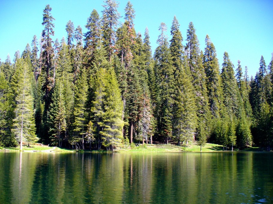 Сосновый Бор Ногинский район лес