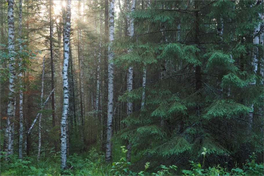 Река в Хвойной тайге