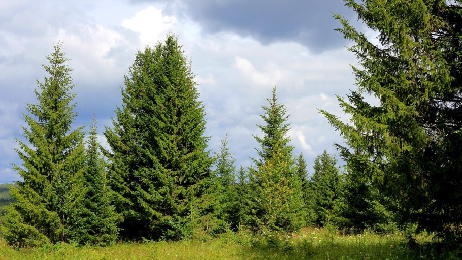 Луг с лесом