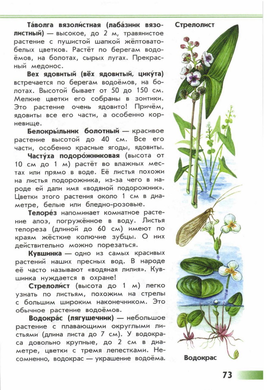 Атлас определитель от земли до неба Птичья гречишка