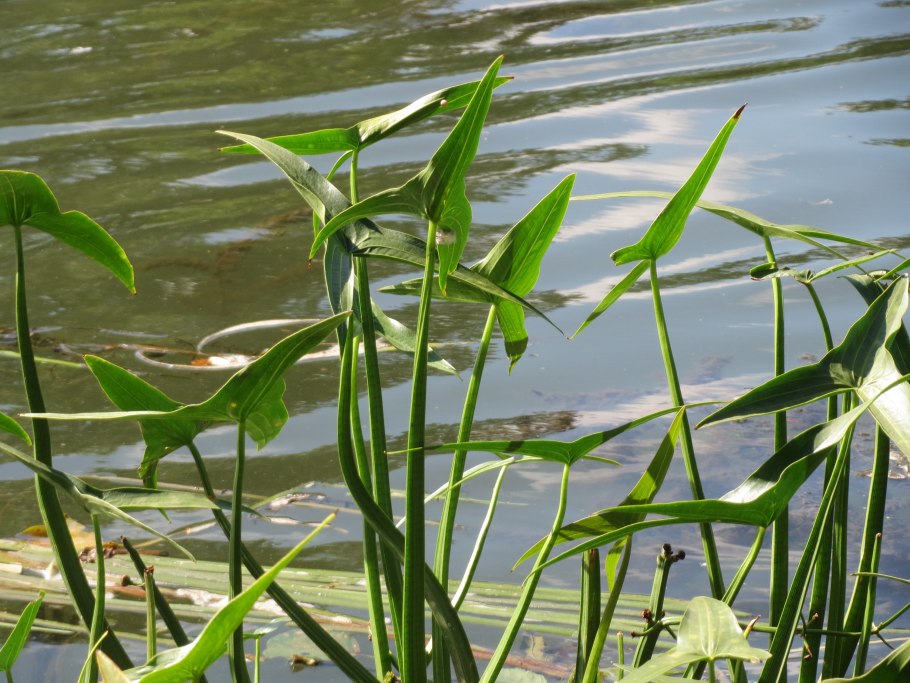 Стрелолист latifolia