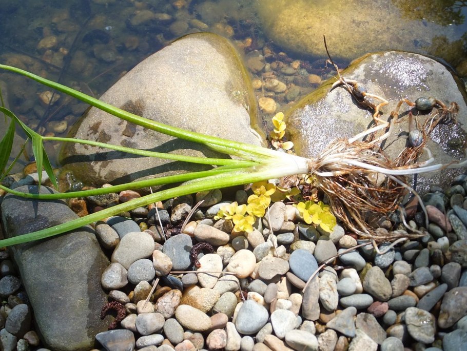 Sagittaria Natans Pall. - Стрелолист плавающий