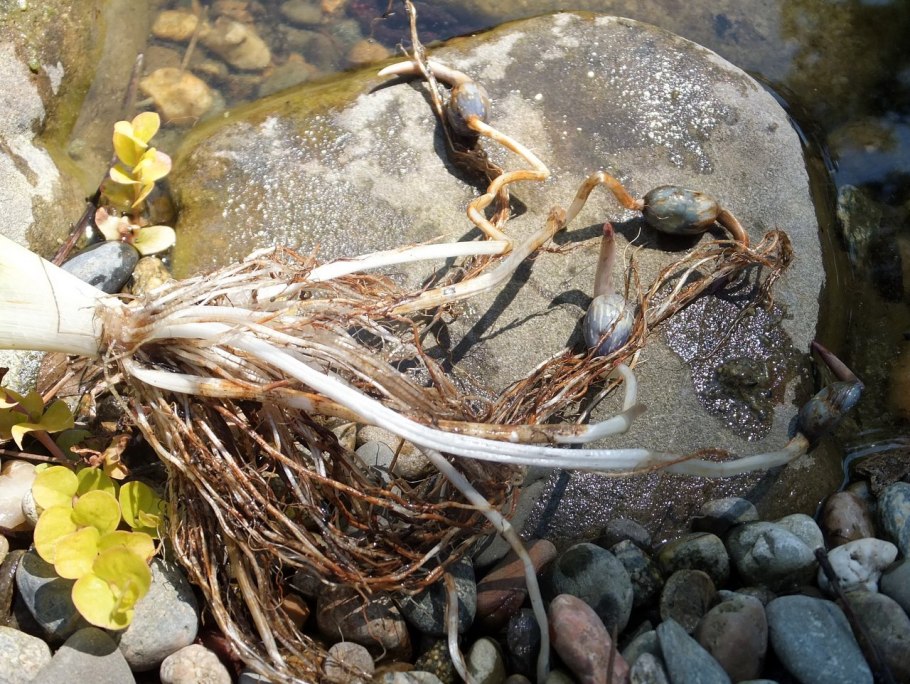 Ежеголовник злаковый